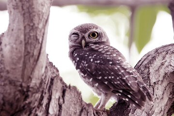 The Spotted owlet on the tree