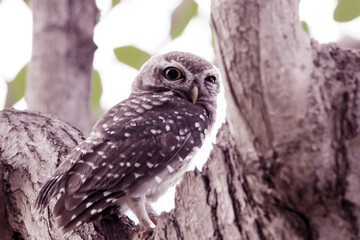 The Spotted owlet on the tree