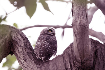 The Spotted owlet on the tree