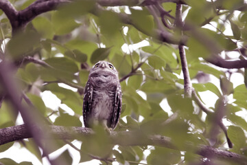The Spotted owlet on the tree