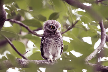 The Spotted owlet on the tree