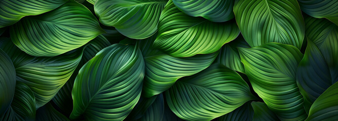 Abstract Green Spathiphyllum Cannifolium leaves background. Concept of ecology and healthy...