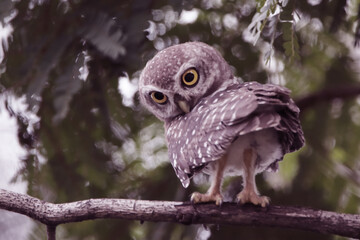 The Spotted owlet on the tree