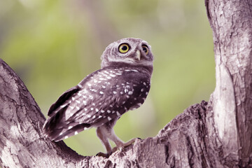 The Spotted owlet on the tree