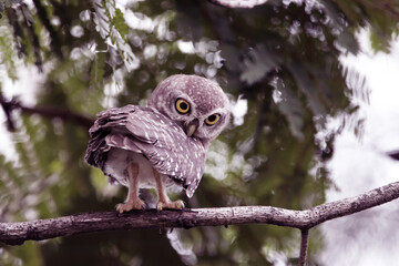 The Spotted owlet on the tree