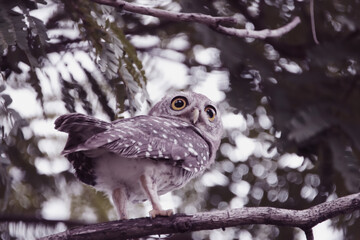 The Spotted owlet on the tree
