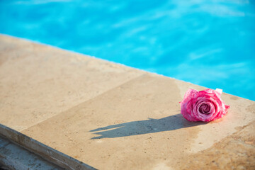 A rose flower lies on the side of a pool or fountain.