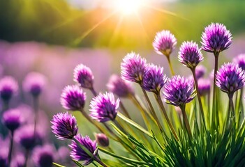 Landscape with purple chives flowers. Summer sunny day with sun, blue sky and colorful nature background.  