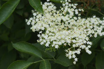 White elderberry blossom