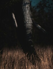 elephant in the serengeti
