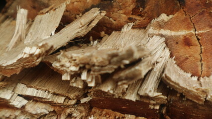 Close up view  of woods for textured background, copy space