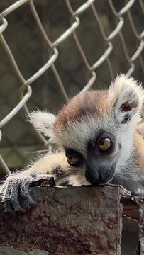 Lamur yawns while sitting on the bars Two cubs mom and dad animals world. lemur catta cleaning the ear of her baby