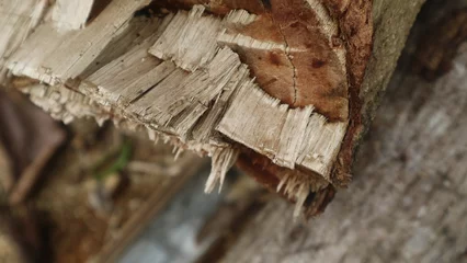 Crédence de cuisine en verre imprimé Texture du bois de chauffage Close up view  of woods for textured background, copy space