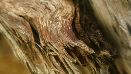 Photo sur Plexiglas Texture du bois de chauffage Close up view  of woods for textured background, copy space