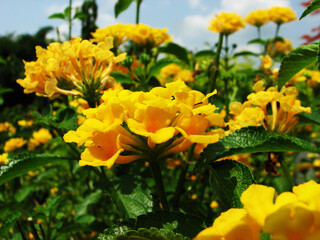 Beautiful yellow flower plant in bloom