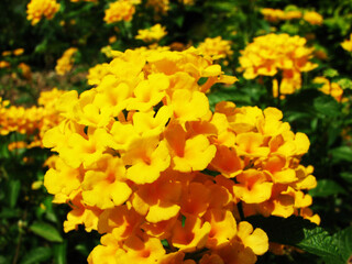 Beautiful yellow flower plant in bloom