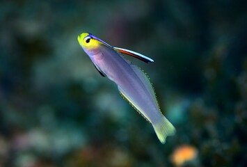 ヘルフリッチ　シコンハタタテハゼ　久米島