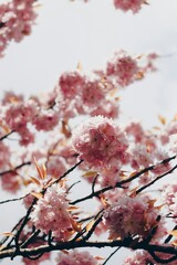 cherry blossom - obrazy, fototapety, plakaty