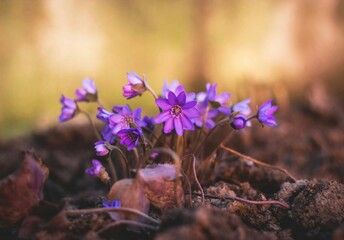 purple  flowers - obrazy, fototapety, plakaty