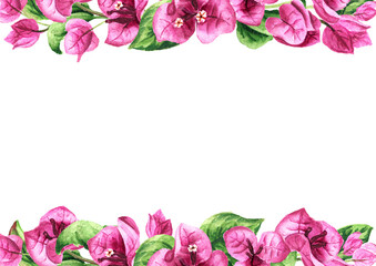 Bougainvillea frame, Hand drawn watercolor illustration, isolated on white background 