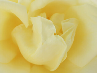 Flower petals of a yellow, tea rose.