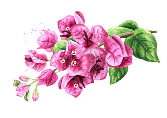 Pink Bougainvillea branch with flowers and leaves. Hand drawn watercolor illustration isolated on white background