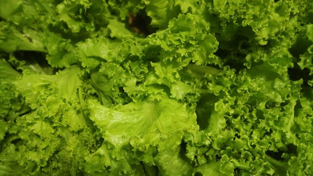 Close up view of fresh lettuce, green natural background