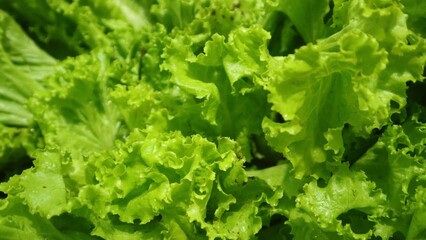 Close up view of fresh lettuce, green natural background