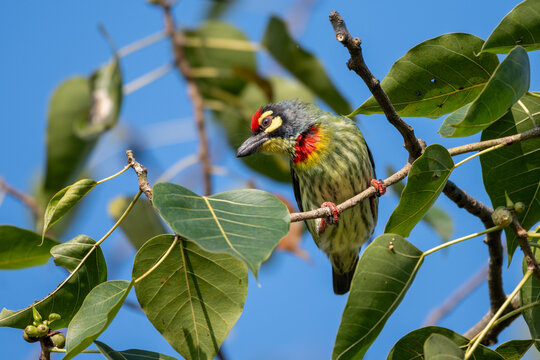 The coppersmith barbet or crimson-breasted barbet, Bangladesh