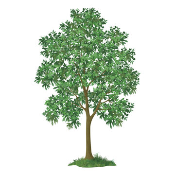 Free vector tree vector illustration