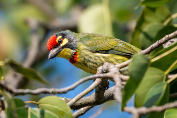 The coppersmith barbet or crimson-breasted barbet, Bangladesh
