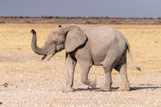 Telephoto shot of one African Elephant -Loxodonta Africana- running across the plains of Etosha National Park, Namibia.
