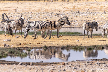 Fototapeta na wymiar Telephoto shot oa a group of zebras standing near a waterhole in Namibia.