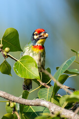 The coppersmith barbet or crimson-breasted barbet, Bangladesh
