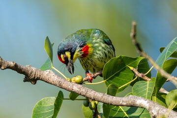 The coppersmith barbet or crimson-breasted barbet, Bangladesh