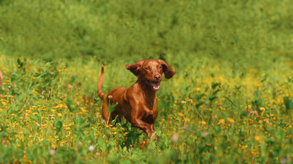 Spaniel is happy in a blooming meadow.