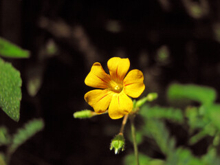 Beautiful yellow flower plant in bloom