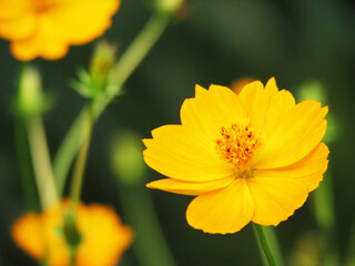 Beautiful yellow flower plant in bloom
