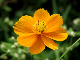 Beautiful yellow flower plant in bloom