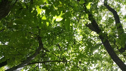 Fototapeta premium Green nature