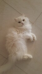 Persian Cat relaxing
