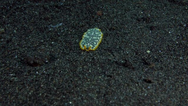 A flatworm - Brilliant Flatworm (Pseudocerus scintillatus) is walking on the seafloor. Underwater macro life of Tulamben, Bali, Indonesia.