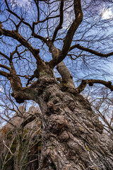 冬と春の入れ替えの月