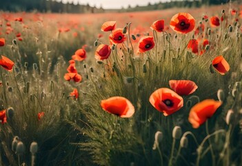 Fototapeta premium field of poppies