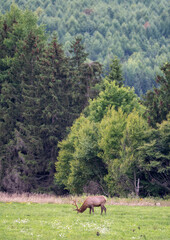 Bull Elk Grazing in a Meadow