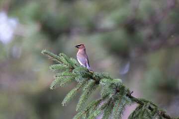 Cedar Waxwing Perched on a Spruce Branch