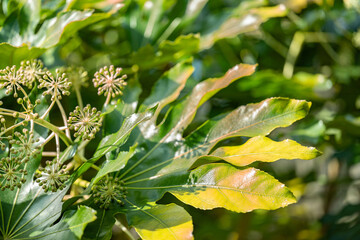 冬と春の入れ替えの月