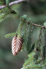 Spruce Branch with Cones
