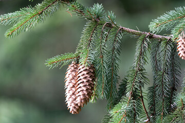 Spruce Branch with Cones
