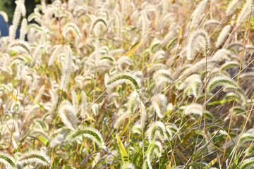 フワフワの秋の草